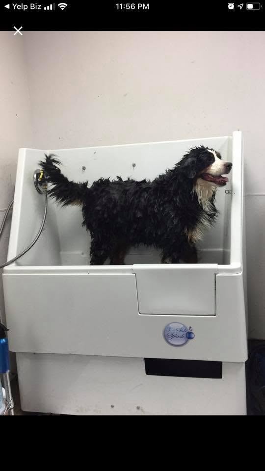 Paw Palace mobile grooming service