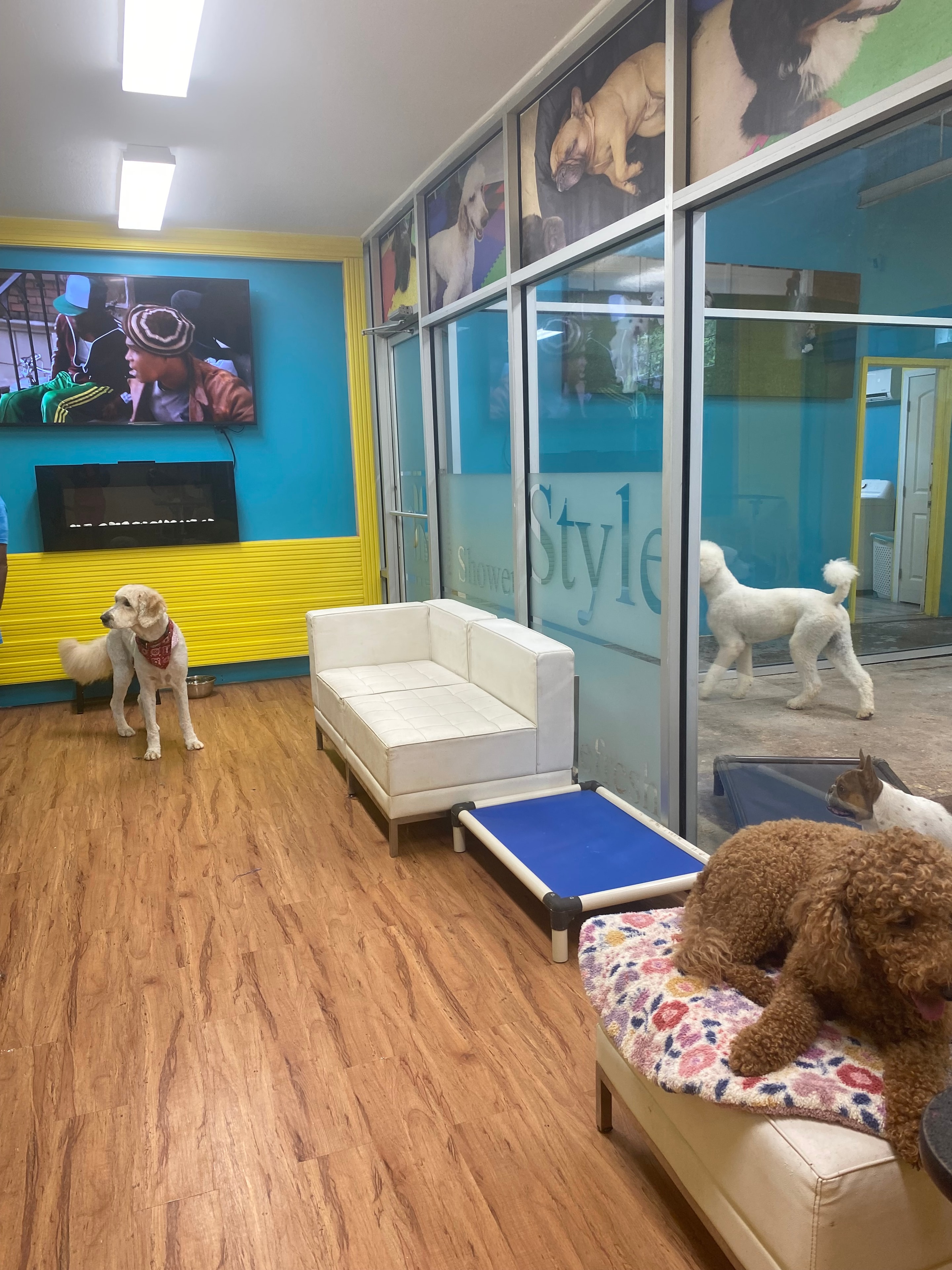 Dogs at Paw Palace Atlanta grooming salon