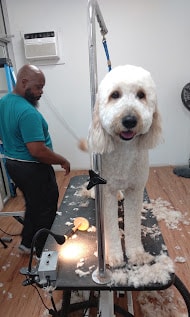 Carlos, Co-Owner & Groomer at Paw Palace of Atlanta